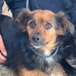 Mischling Kelly,02/2021, ca. 25 cm