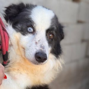 Border Collie Kimbo, 01/2014, ca. 50 cm