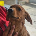 Mischling Kiwi, 11/2024, Endgröße ca. 45- 50 cm