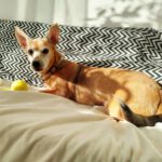 Podenco Lola, 01/2014, ca. 35 cm,33609 Bielefeld