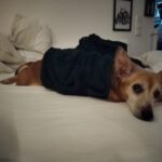 Podenco Lola, 01/2014, ca. 35 cm,33609 Bielefeld