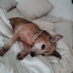 Podenco Lola, 01/2014, ca. 35 cm,33609 Bielefeld