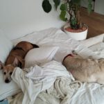 Podenco Lola, 01/2014, ca. 35 cm,33609 Bielefeld