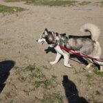 Siberian Husky Lolo, 12/2019, ca. 65 cm