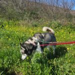 Siberian Husky Lolo, 12/2019, ca. 65 cm
