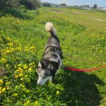 Siberian Husky Lolo, 12/2019, ca. 65 cm