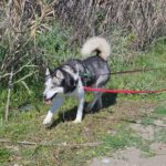 Siberian Husky Lolo, 12/2019, ca. 65 cm