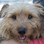 Yorkshire Terrier Mischling Mali, 06/2021, ca. 31 cm