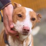 Podenco Maruchi, 06/2017, ca. 45 cm