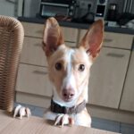 Podenco Moira, 09/2023, ca. 40 cm, 41069 Mönchengladbach