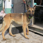 Malinois Mischling Monzon, 04/2023, ca. 65 cm