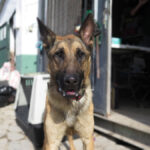 Malinois Mischling Monzon, 04/2023, ca. 65 cm