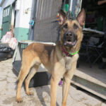 Malinois Mischling Monzon, 04/2023, ca. 65 cm