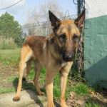 Malinois Mischling Monzon, 04/2023, ca. 65 cm