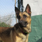 Malinois Mischling Monzon, 04/2023, ca. 65 cm