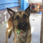 Malinois Mischling Monzon, 04/2023, ca. 65 cm