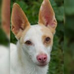 Podenco Nacho, 12/2021, ca. 43 cm