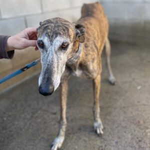 Galgo Nazari de Fatima,10/2019, ca. 65- 70 cm