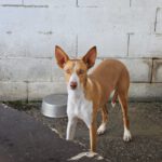 Podenco Neo, 02/2023, ca. 40 cm
