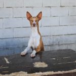 Podenco Neo, 02/2023, ca. 40 cm