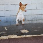 Podenco Neo, 02/2023, ca. 40 cm