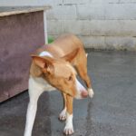 Podenco Neo, 02/2023, ca. 40 cm