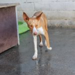 Podenco Neo, 02/2023, ca. 40 cm