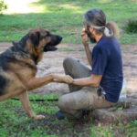 Schäferhund Mischling Patron, 04/2021, ca. 70 cm