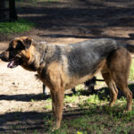 Schäferhund Mischling Patron, 04/2021, ca. 70 cm