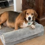 Beagle Paula, 12/2016, ca. 40 cm,  61352 Bad Homburg