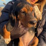 Mischling Paula, 11/2024, Endgröße ca. 55 cm