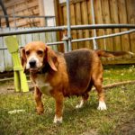 Beagle Paula, 12/2016, ca. 35 cm, 78315 Radolfzell am Bodensee