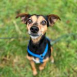 Mischling Paulo, 06/2019, ca. 40 cm, 51375 Leverkusen