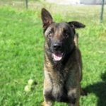 Malinois Mischling Pedrito, 02/2022, ca. 65 cm