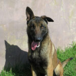 Malinois Mischling Pedrito, 02/2022, ca. 65 cm