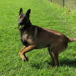 Malinois Mischling Pedrito, 02/2022, ca. 65 cm