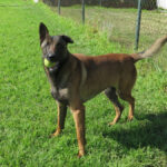Malinois Mischling Pedrito, 02/2022, ca. 65 cm