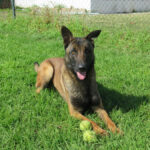 Malinois Mischling Pedrito, 02/2022, ca. 65 cm