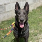 Malinois Mischling Petitsuisse, 03/2020, ca. 65 cm