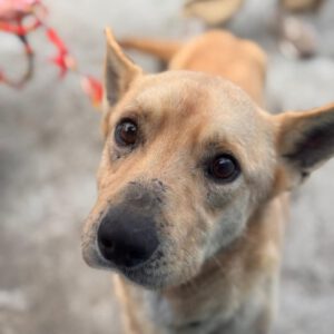 Podenco Mischling Pollicino, 03/2019, ca. 45 cm