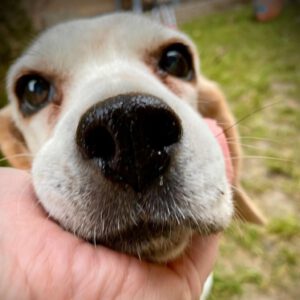 Beagle Poppy, 11 /2012, ca. 30 cm, 78315 Radolfzell am Bodensee