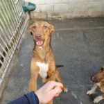 Podenco Poppy, 02/2024, ca. 45 cm