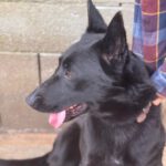 Malinois Mischling Racher, 10/2022, ca. 55- 60 cm