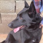 Malinois Mischling Racher, 10/2022, ca. 55- 60 cm