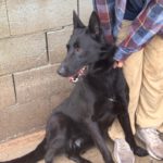 Malinois Mischling Racher, 10/2022, ca. 55- 60 cm