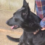 Malinois Mischling Racher, 10/2022, ca. 55- 60 cm
