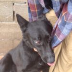 Malinois Mischling Racher, 10/2022, ca. 55- 60 cm