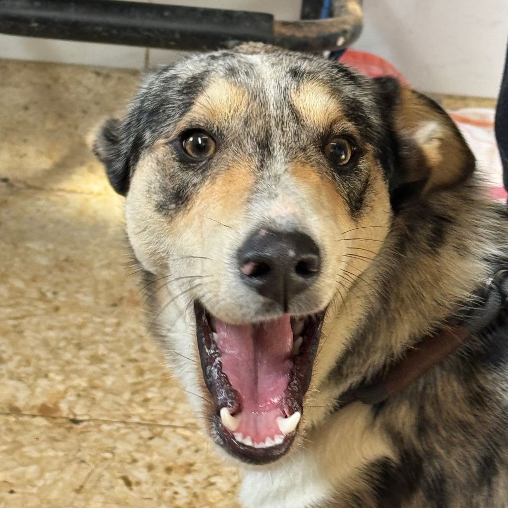 Collie Mischling Remus, 02/2024, ca. 55 cm