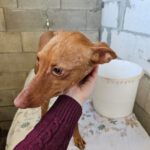 Podenco Robin, 01/2024, ca. 45 cm