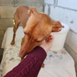 Podenco Robin, 01/2024, ca. 45 cm